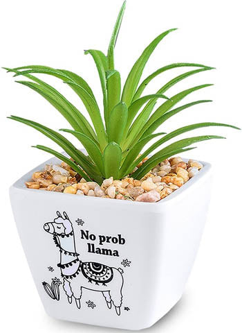 No Prob Llama...Sentiment Succulent