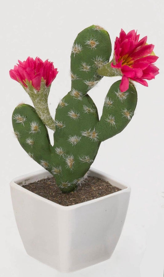 Cactus Flowers