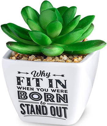 Why Fit In When You Where Born To Stand Out...Sentiment Succulents