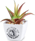Always Follow Your Dreams...Sentiment Succulent