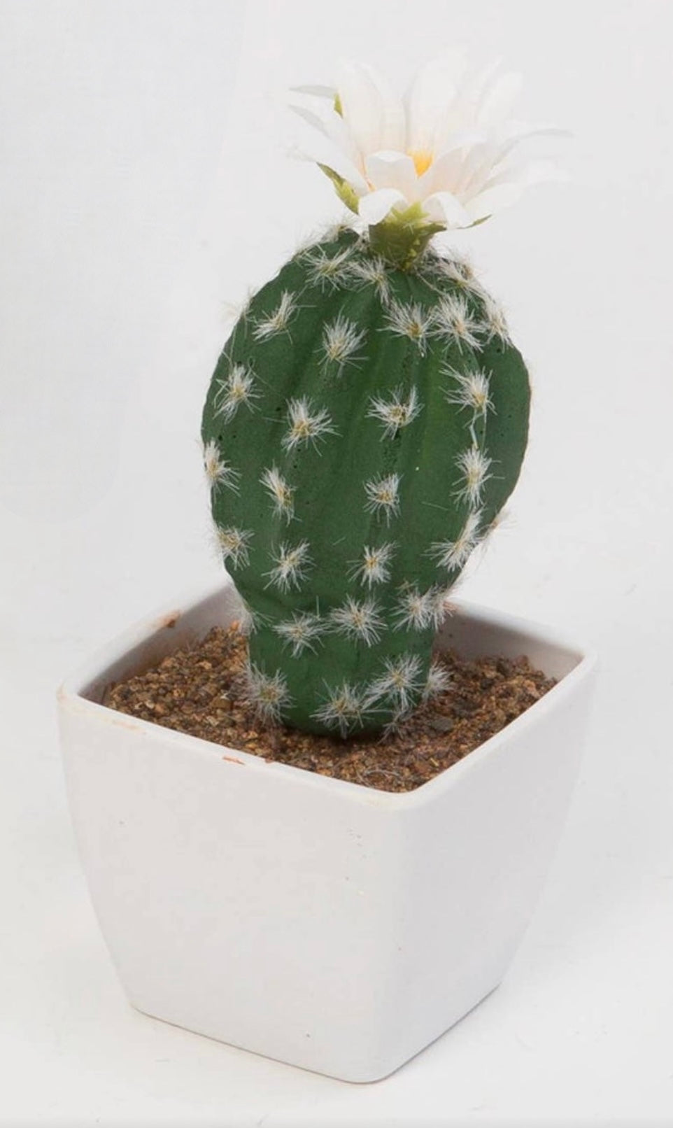 Cactus Flowers