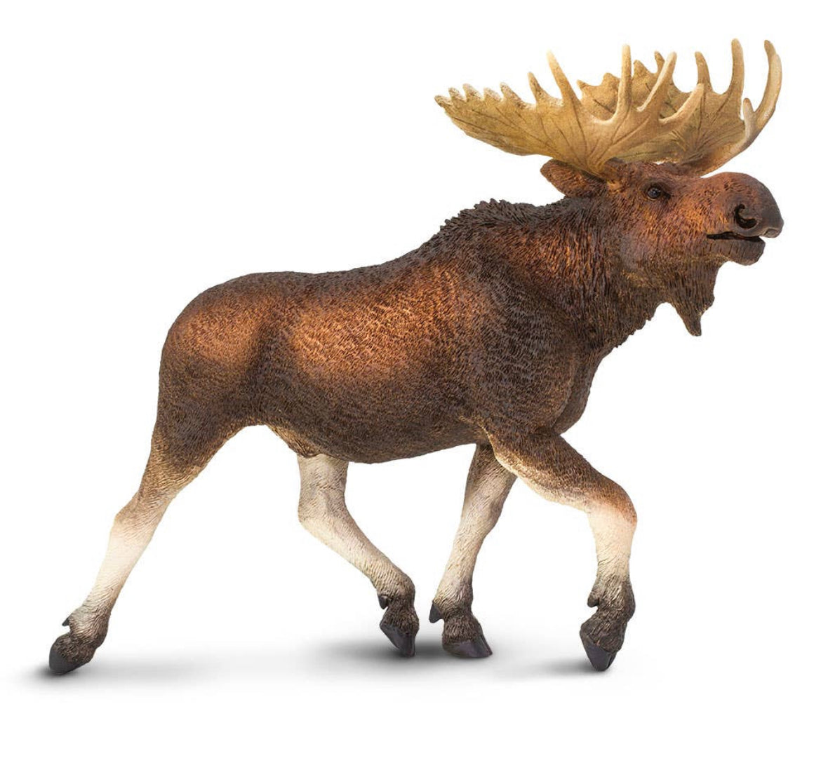 Moose