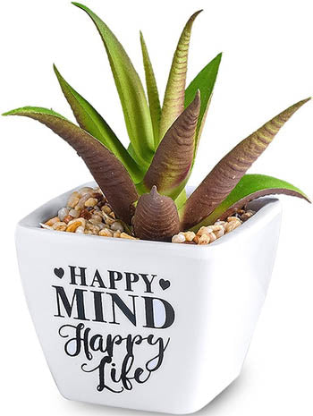 Happy Mind Happy Life...Sentiment Succulents